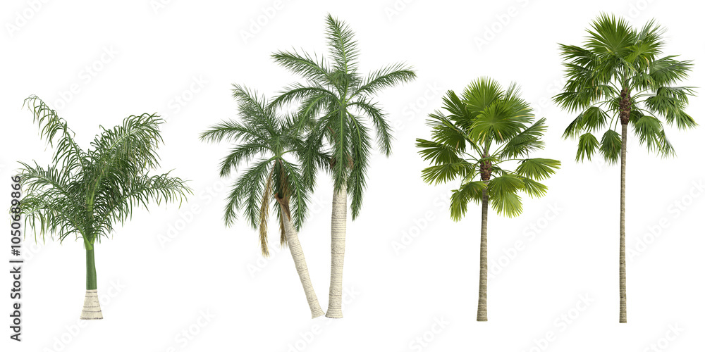 Obraz premium set of Wodyetia,Roystonea regia,Livistona speciosa plants on transparent background