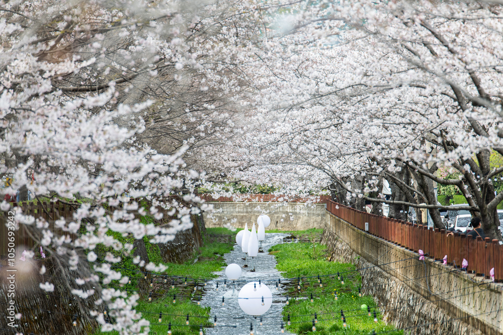 cherry blossom flowers on the stream in the cherry blossom festival