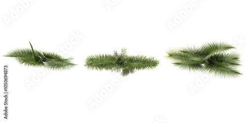 Wodyetia Trees collection with realistic style from top view photo