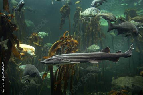 Valokuva Pyjama shark in the kelp forest