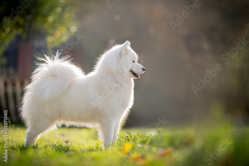 amazing samoyed dog breed in the garden