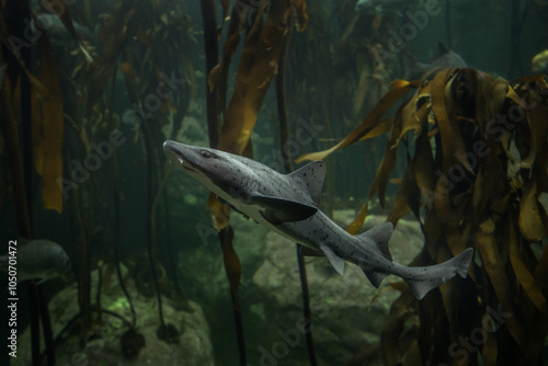 Fotografie Spotted gully shark in the kelp forest