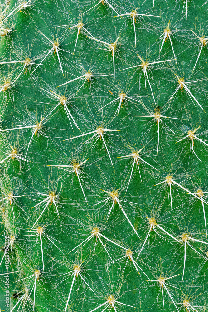 green nature texture of cactus for wallpaper and design. Green natural background with needles green nature texture of cactus for wallpaper and design. Green natural background with needles