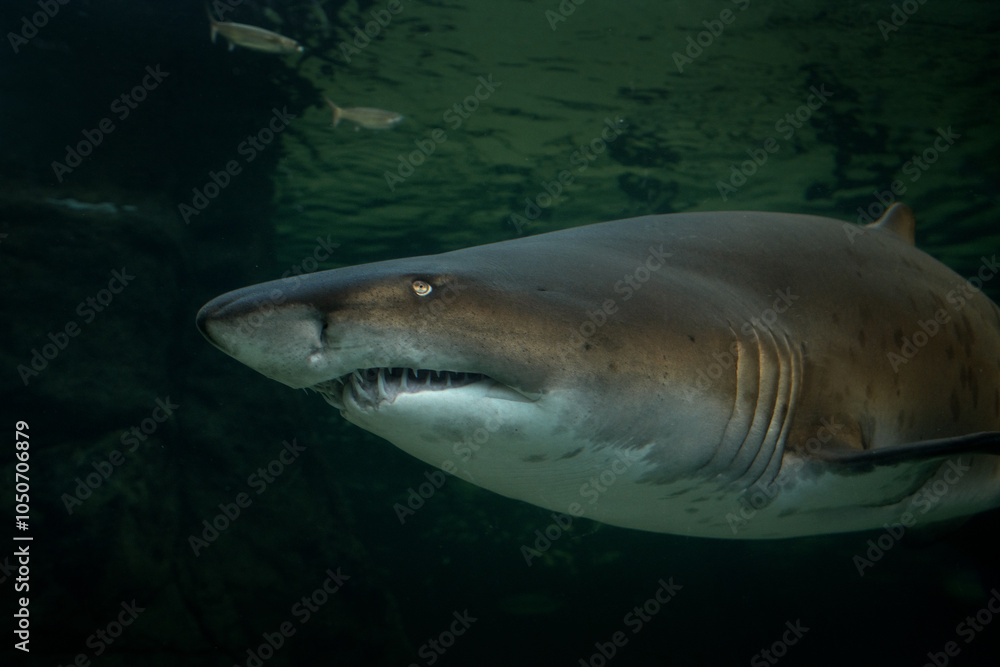Fototapeta premium Sand tiger shark in the kelp forest. Carcharias taurus in Two ocean aquarium in Cape Town. Sharks around coast line in South Africa. 