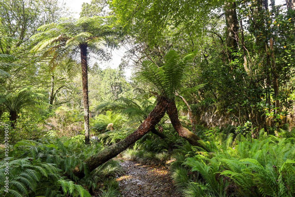 Obraz premium tropical garden