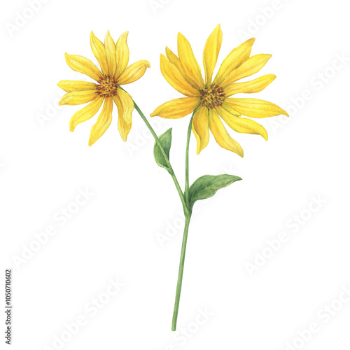 Close-up of yellow Jerusalem artichoke flowers (Helianthus tuberosus, sunroot, sunchoke, wild sunflower, topinambur, earth apple). Watercolor hand painting illustration on white background