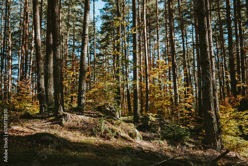 forest in autumn