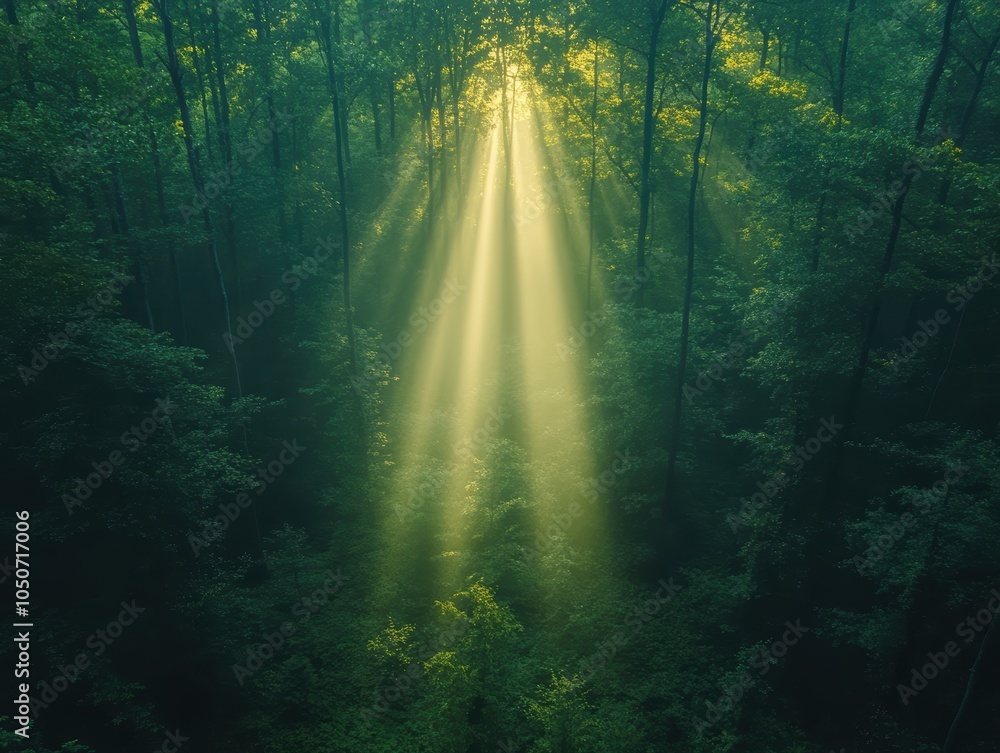 Obraz premium Sunbeam Breakthrough, a solitary ray illuminates the forest floor, casting ethereal patterns amidst the lush greenery and shadows.