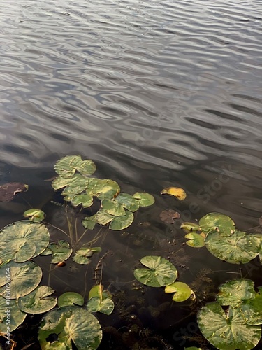 Lake shore with waterlilies top view, water with ripples and reflection photo