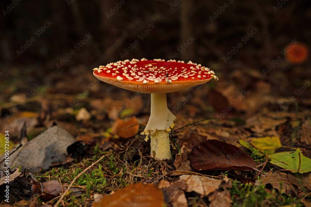 fly agaric mushroom in the thuringian forest fly agaric mushroom in the thuringian forest