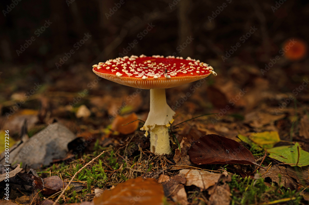 fly agaric mushroom in the thuringian forest fly agaric mushroom in the thuringian forest