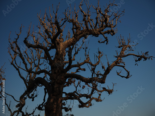 Silhouetted leafless tree standing against a blue evening sky in the light of the last sun rays