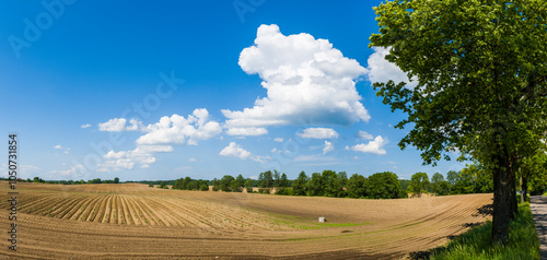 Fototapeta Naklejka Na Ścianę i Meble -  Warmińskie pola 2024