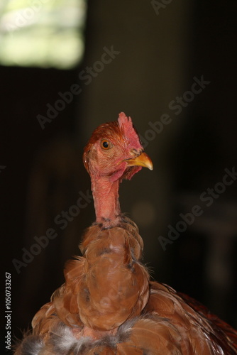 Close-up of a naked neck rooster with a red comb against a dark background.


