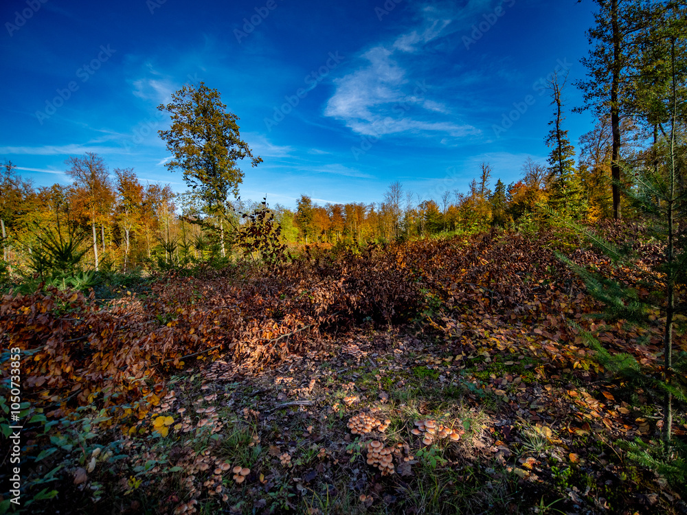 Obraz premium Wiederaufforstung nach Rodung im herbstlichen Mischwald