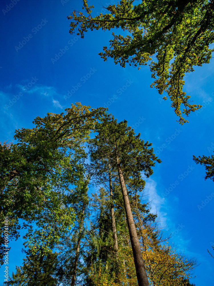 Fototapeta premium Abgestorbener Laubbaum im Mischwald