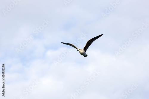 Kelp gull flying in Patagonia