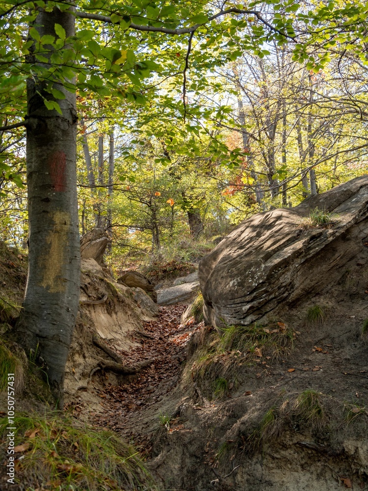 Serene forest path in early autumn Serene forest path in early autumn