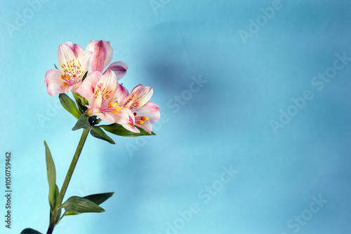 Delicate light pink Peruvian lily or alstroemeria flowers, close up