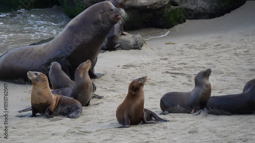 Big sea lion and seals at the beach. Seal Beach La Jolla Cove coast and rocks near pacific ocean. San Diego California