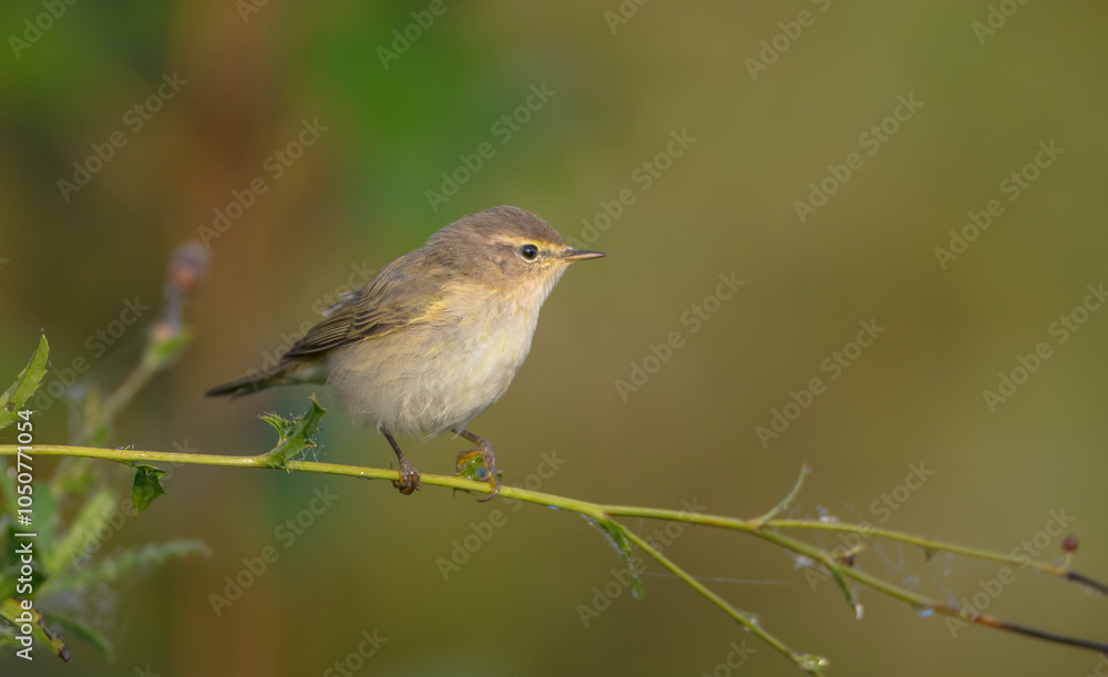 Fototapeta premium Common chiffchaff - in autumn at a wet forest 
