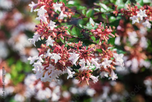 White Abelia flowers in the garden, shallow depth of field.
