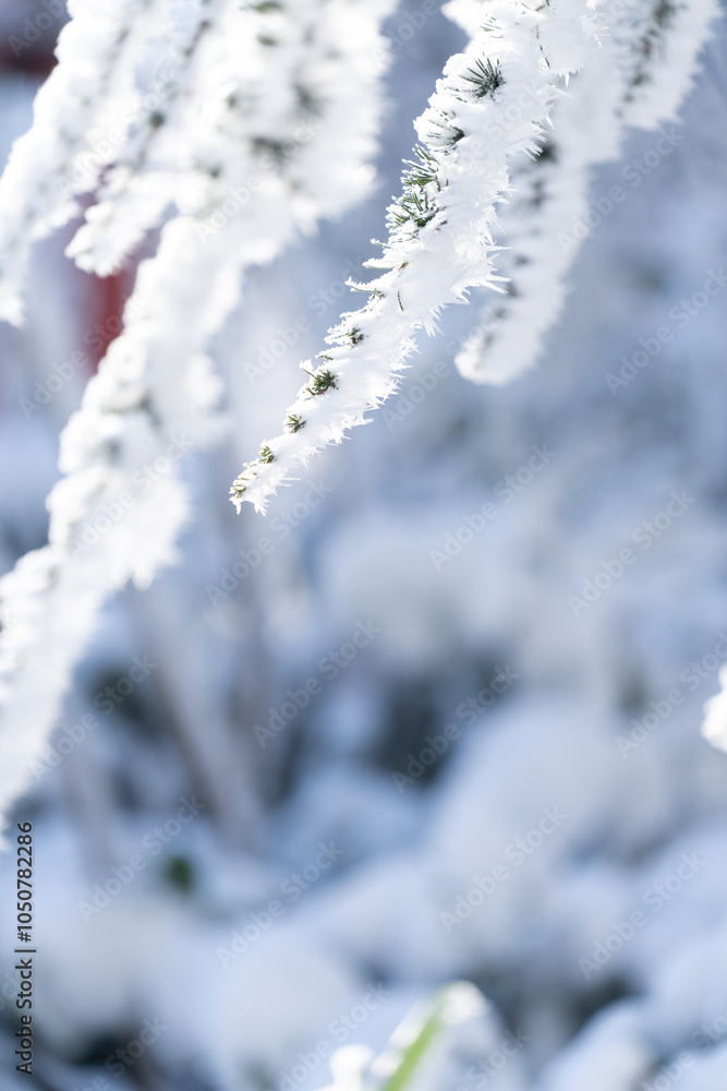 Obraz premium Snow covered trees. Winter forest