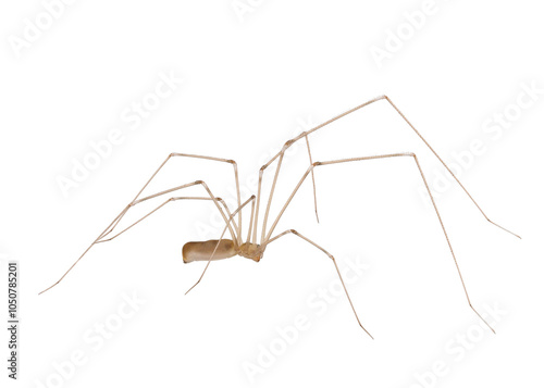 Cosmopolitan cellar spider isolated on white background, Pholcus phalangioides