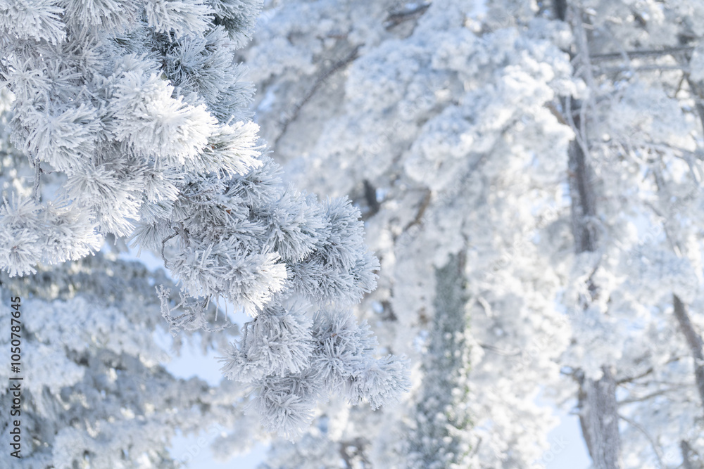 Snow covered trees. Winter forest Snow covered trees. Winter forest