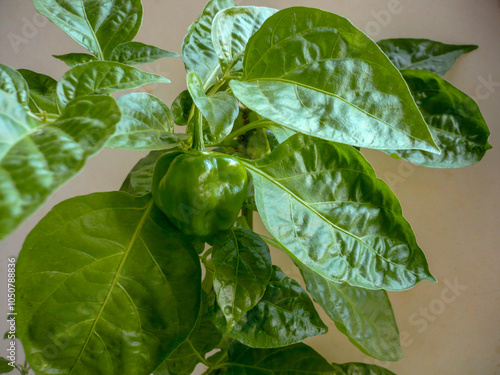 Sweet Pepper Plant and green fruit photo