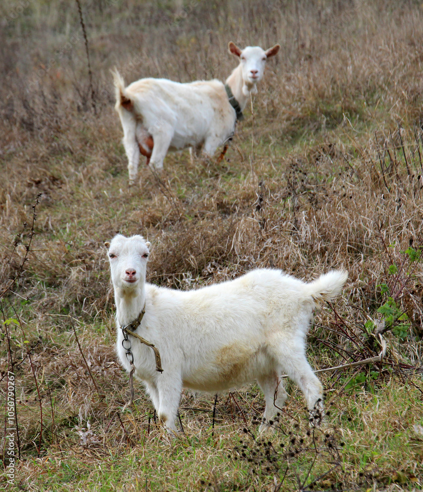 Fototapeta premium A rural domestic goat on a pasture