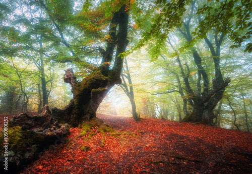 Autumn forest with trail in...