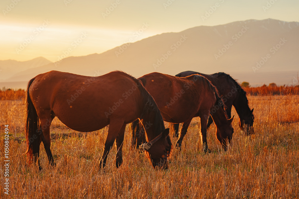 Horses grazing in autumn field at warm sunset light Horses grazing in autumn field at warm sunset light