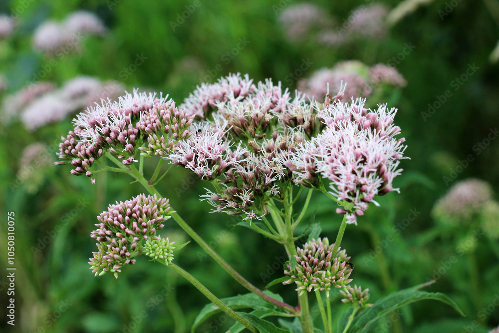 It blooms in nature hemp agrimony (Eupatorium cannabinum) It blooms in nature hemp agrimony (Eupatorium cannabinum)