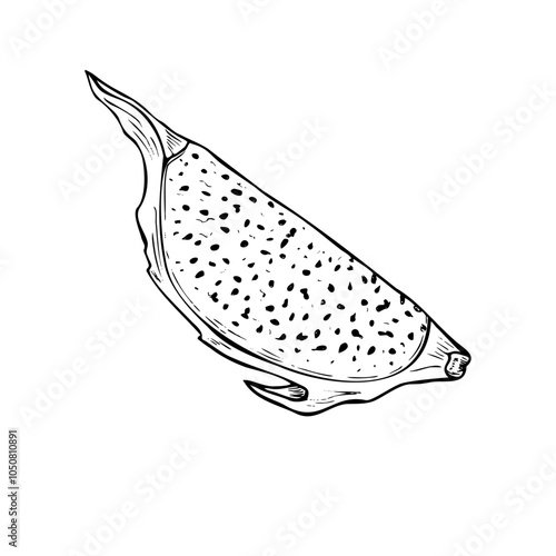 Vector black and white dragon fruit or pitaya slice graphic sketch illustration. Tropical sweet pitahaya plant monochrome etching drawing. Food ingredient for dessert decor, cooking book