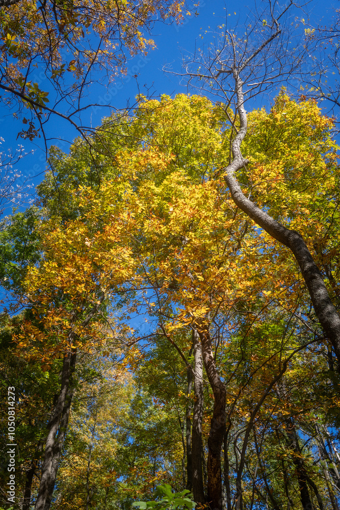 autumn leaves in a park