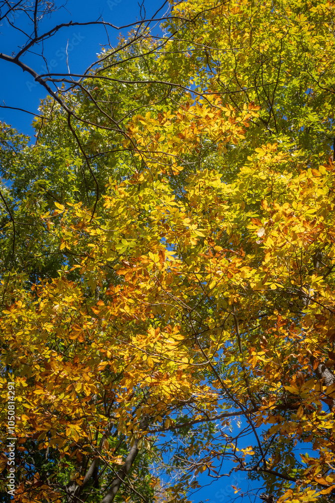 Fototapeta premium autumn leaves in a park