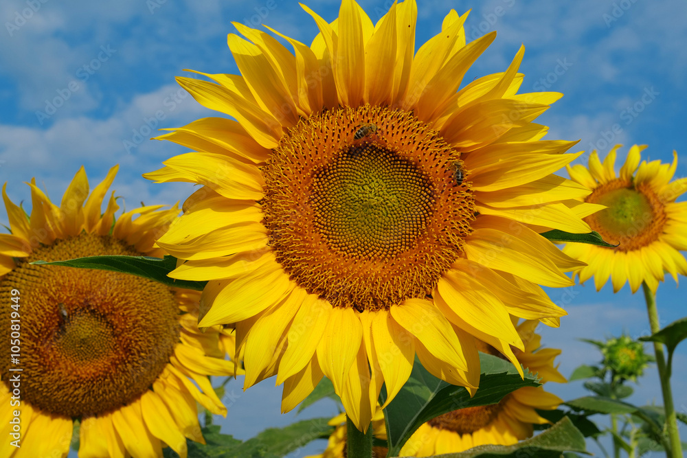 On the field of sunflowers little working bees sits on the sunflower On the field of sunflowers little working bees sits on the sunflower