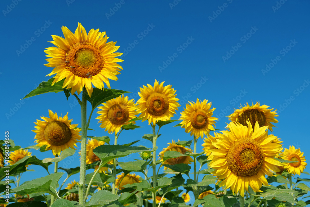 Beautiful family of sunflowers on the field. Bees picks blossom pollen Beautiful family of sunflowers on the field. Bees picks blossom pollen