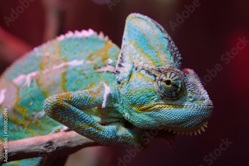 Blue chameleon sits in a terrarium photo