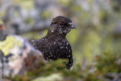 A rock ptarmigan in the Scandinavian fjell photo