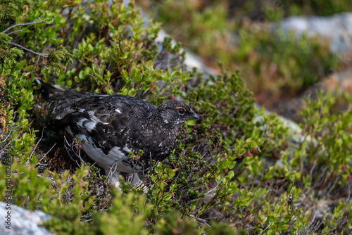 A rock ptarmigan in the Scandinavian fjell photo