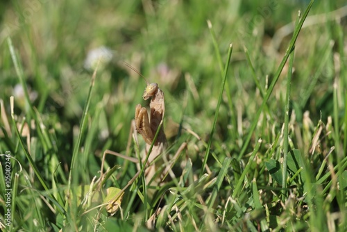 Praying Mantis