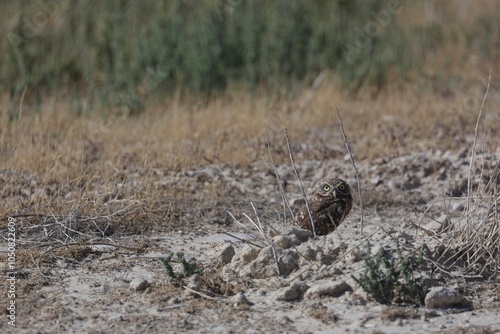 Burrowing Owl