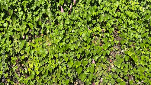 lush green heart-shaped leaves, The vibrant foliage contrasts with a mix of fresh and dried leaves, highlighting natural beauty and diversity