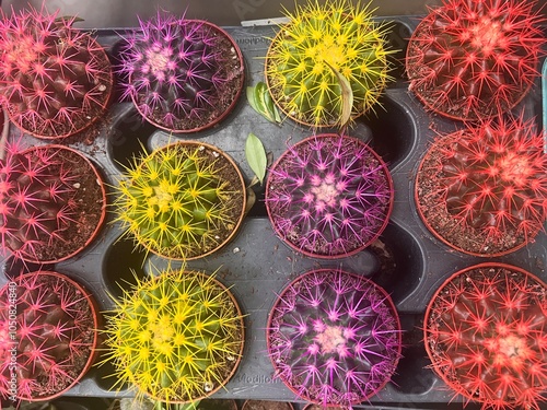 Pots with colorful Mammillaria spinosissima in plant tray on table. Colored cacti in pots. Abstract creative cactus background. Plants home decoration concept. Bright background multi-colored cacti photo