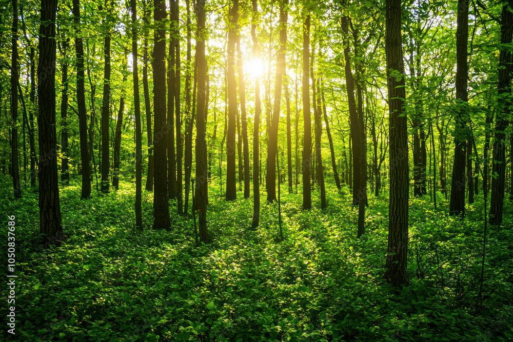 Obraz premium Beautiful green forest.