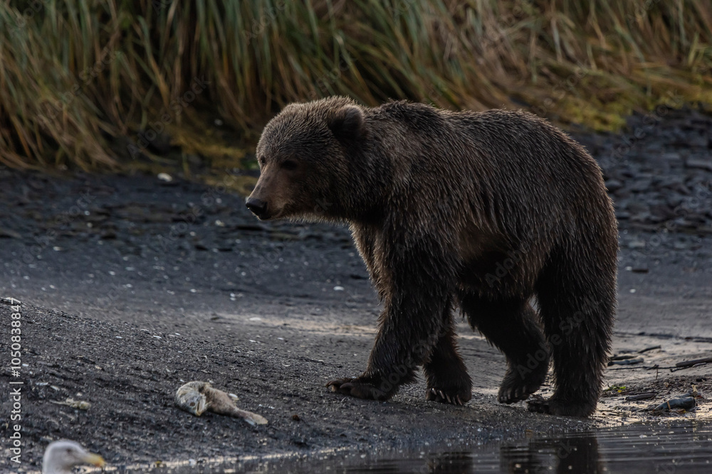 Obraz premium brown bear in the wild