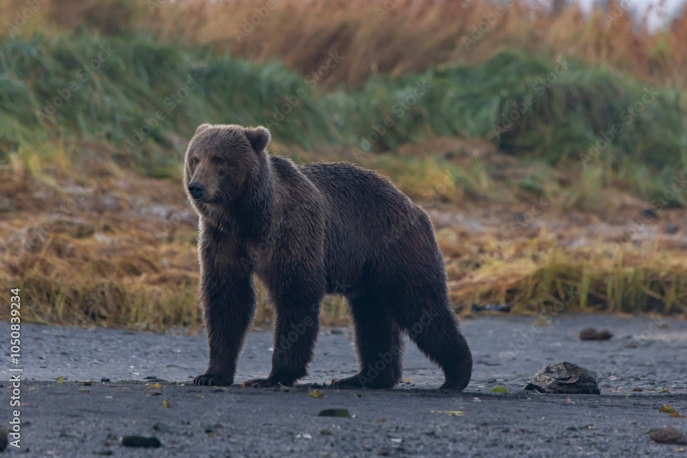 Kodiak bear on the river bank Kodiak bear on the river bank