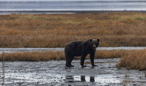 Kodiak bear